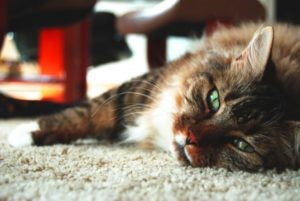 Почечная недостаточность – приговор ли для кошки?