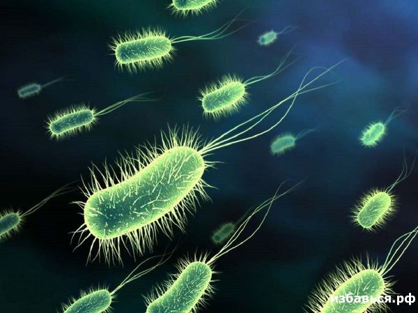 Бактерии в анализе мочи у женщин
