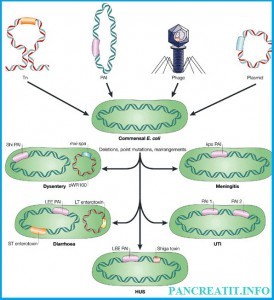 Кишечная палочка escherichia coli в моче: причины и лечение у ребенка