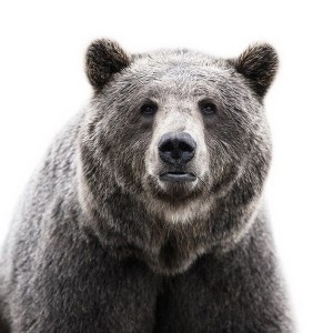 Медвежья желчь: применение и приготовление настойки