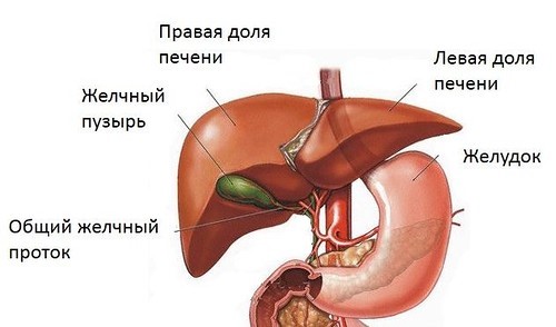 Симптомы холестаза - застоя желчи в желчном пузыре
