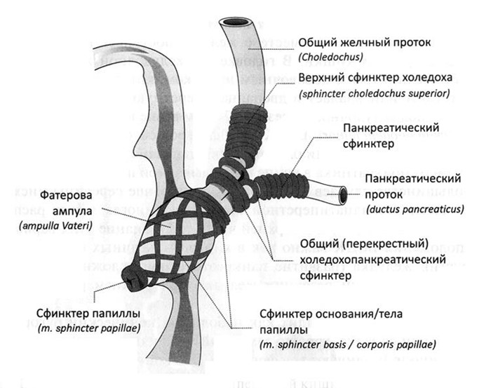 Протоки и функции поджелудочной железы
