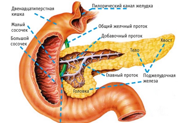 Как выглядит поджелудочная железа: расположение в брюшной полости, функции и симптомы аномалий