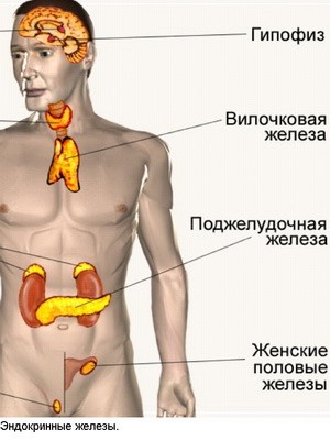 Как выглядит поджелудочная железа: расположение в брюшной полости, функции и симптомы аномалий