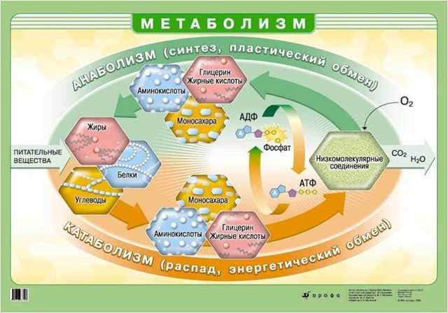 Что такое метаболизм простым языком: определение и описание