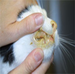 Панкреатит у кота: симптомы и лечение кошек