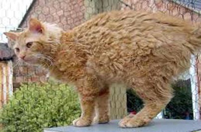 Панкреатит у кота: симптомы и лечение кошек