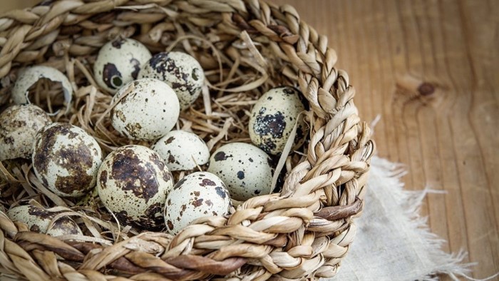 Можно ли употреблять перепелиные яйца при заболевании панкреатитом?