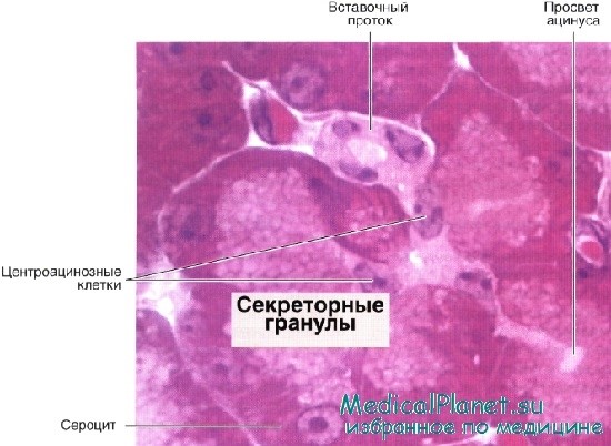 Анатомия о поджелудочной железе: строение, функции в организме: гистология