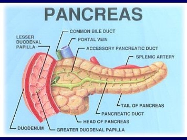 Хронический панкреатит: возможное лечение народными средствами