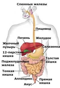Толстый кишечник: анатомия, особенности детского толстого кишечника