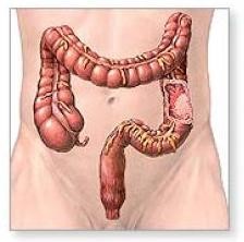 Толстый кишечник: анатомия, особенности детского толстого кишечника