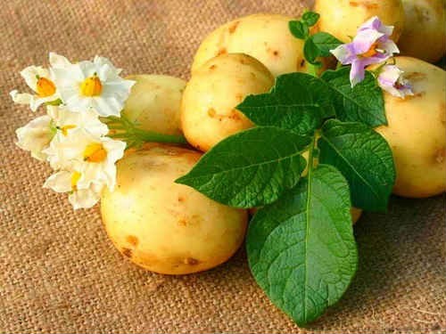 Как принимать сок картофеля при гастрите с высоким уровнем кислотности?