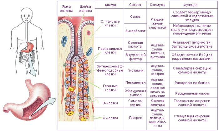 Клетки желудка