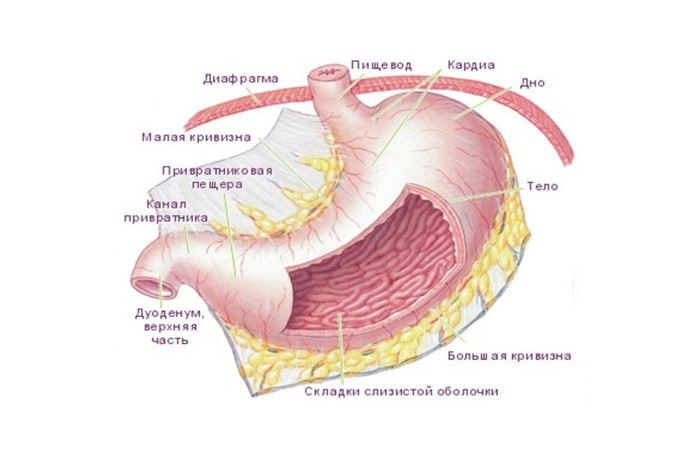 5 стадий рака желудка
