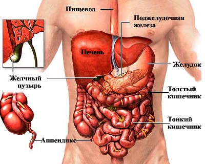 Болезни внутренних органов: болит желудок и тошнит