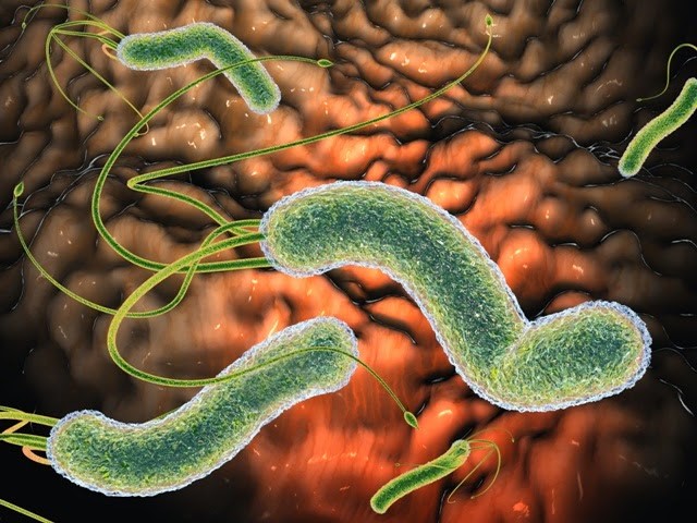 Все, что необходимо знать о симптомах и лечении инфицирования бактерией Helicobacter