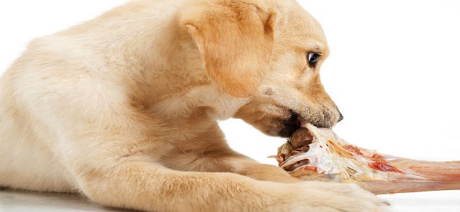 Признаки геморроя у собак и особенности лечения