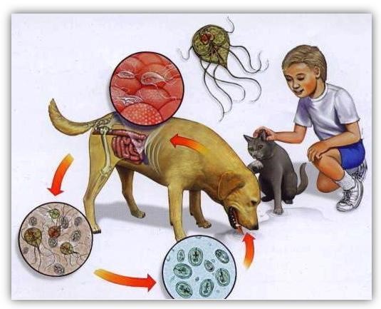 Характеристики препаратов от паразитов