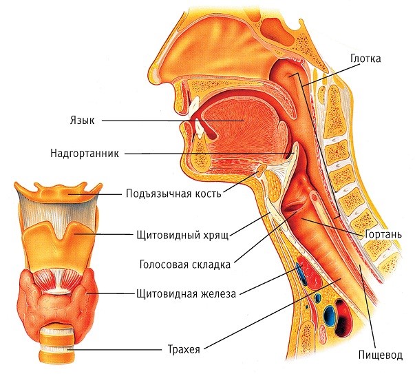 Расположение и анатомия органов брюшной полости человека