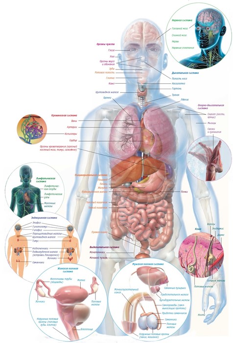 Расположение и анатомия органов брюшной полости человека