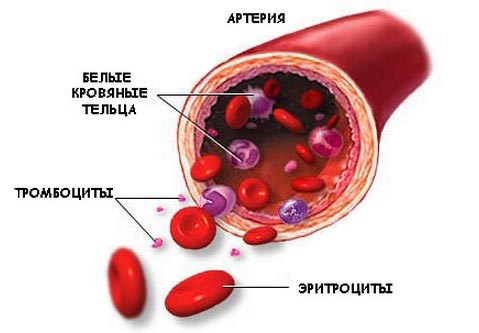 Расшифровка и норма анализа крови на биохимию