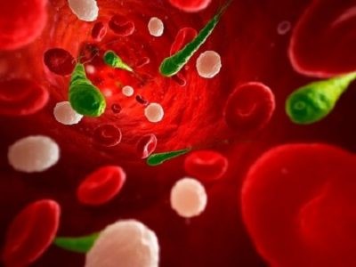 Анализ крови на альбумин в норме и при патологии