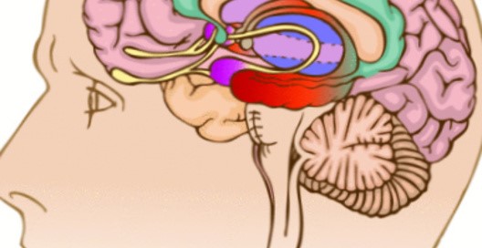 Как проверить состояние сосудов: головы, шеи, сердца и ног