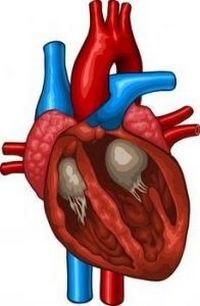 Что такое кардиопатия у взрослых?