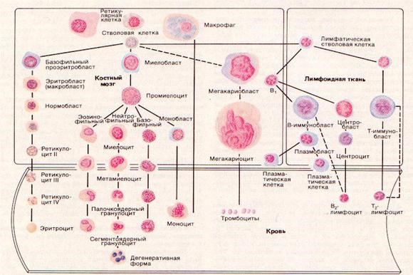 Что показывают моноциты в анализе крови?