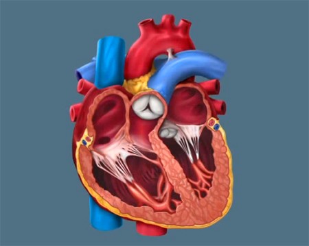 Чем опасна аритмия сердца