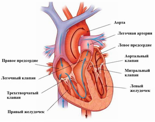 Причины и показания к операции по замене сердечного клапана