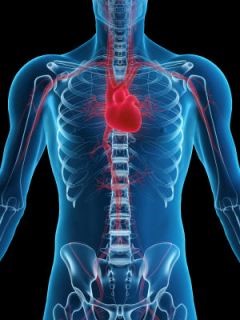 Факторы риска развития сердечно-сосудистых заболеваний: причины и предпосылки