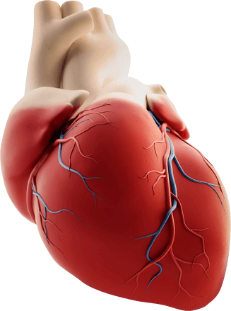 Таблетки от сердцебиения – как подобрать правильный препарат