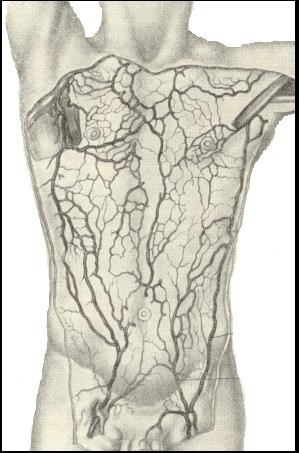 Полая вена - нижняя и верхняя: анатомия, синдром, тромбоз