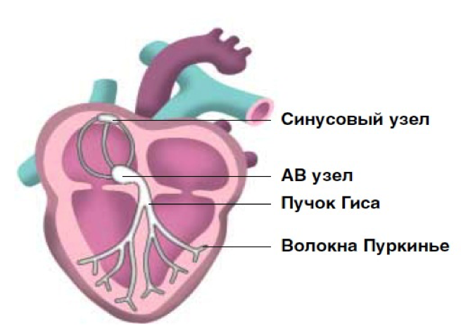Фибрилляции предсердий, желудочков сердца: лечение, симптомы, формы