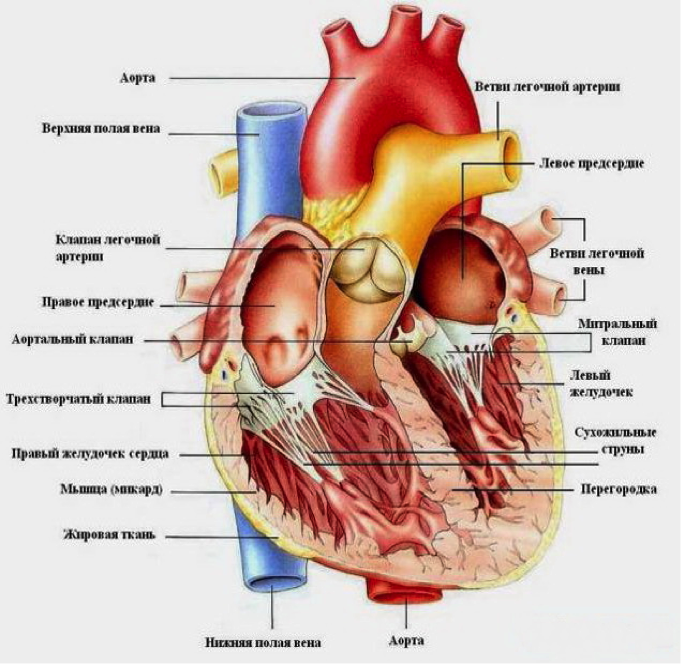 Фибрилляции предсердий, желудочков сердца: лечение, симптомы, формы