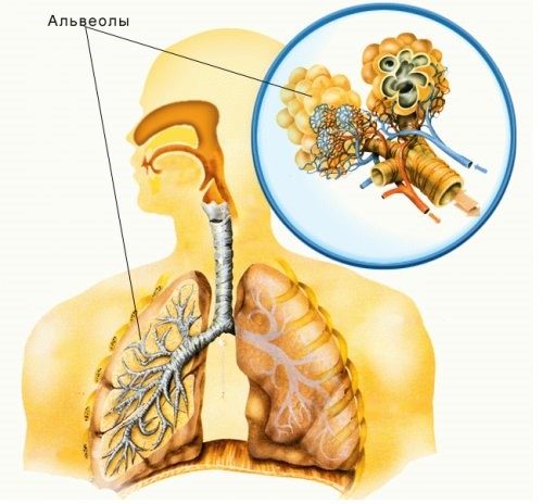 Альвеолит легких: причины развития, симптоматика и лечение заболевания