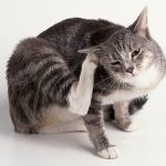 Аллергия на кошку: что делать при возникновении симптомов
