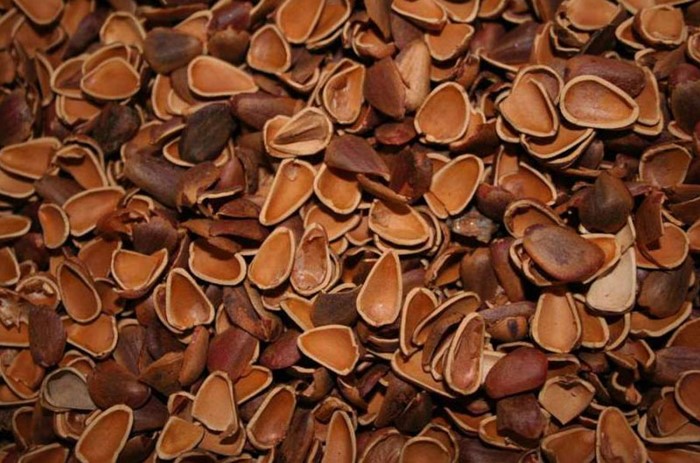 Чем полезны кедровые орешки при простуде?