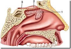 Пазухи носа: особенности строения и функции
