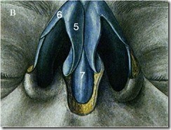 Пазухи носа: особенности строения и функции