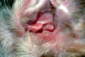 Проблемы уха: грибковый отит
