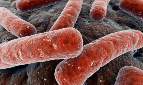 Палочка Коха (mycobacterium tuberculosis) – как передается возбудитель туберкулеза