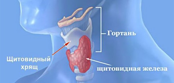 Анатомия гортани, функциональность хрящей