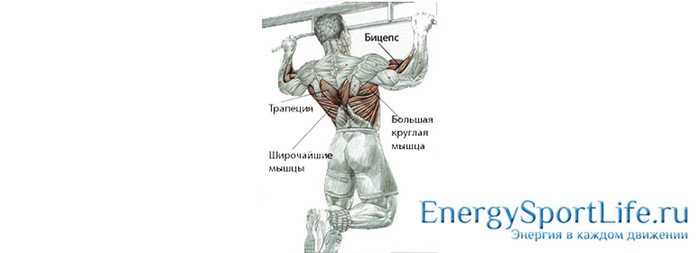 Строение мышц спины и их заболевания