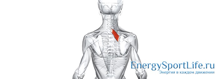 Строение мышц спины и их заболевания