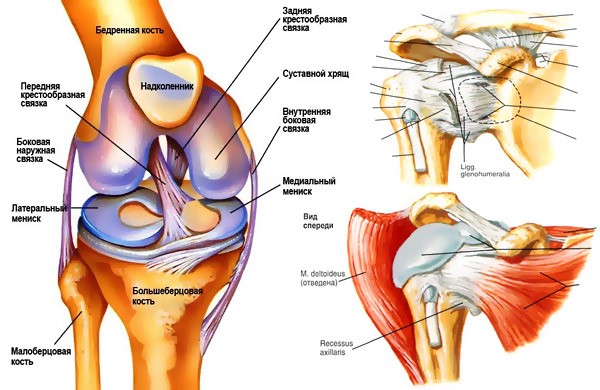 Как укрепить связки коленного сустава