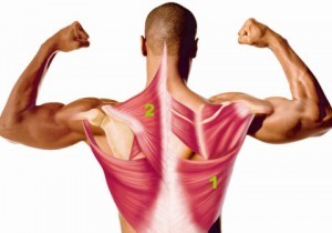 Анатомические особенности широчайших мышц спины