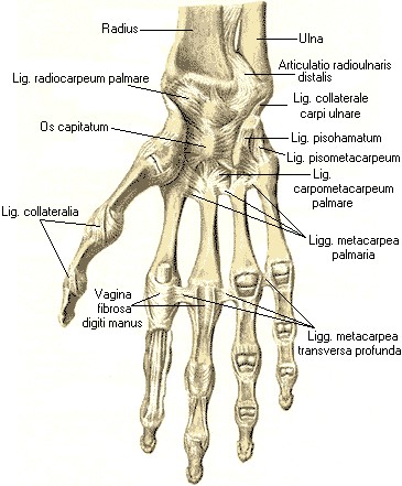 Анатомия строения лучезапястного сустава